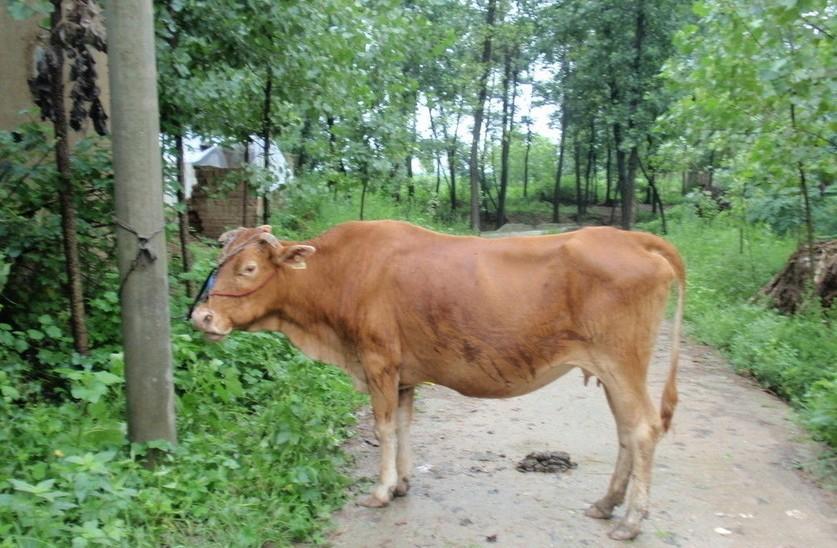 迪庆最新求一个套医保卡的黄牛是真的吗方法分析(最方便真实的迪庆求一个套医保卡的黄牛是真的吗还是假的方法)